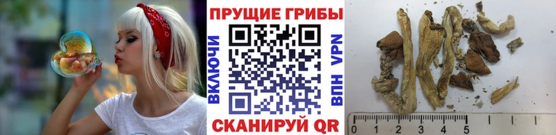 МЕГА маркетплейс  Ставрополь  darknet состав  Псилоцибиновые грибы Magic Shrooms 